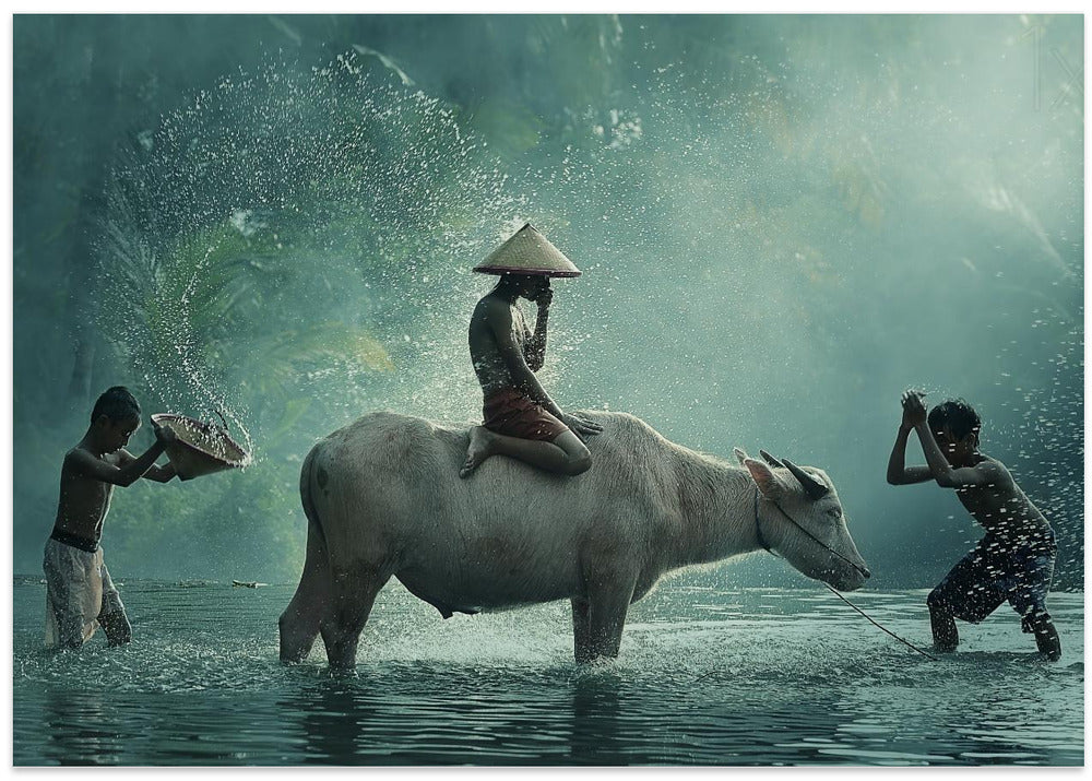 Water Buffalo