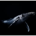 Black & Whale