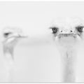 Funny ostrich