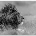 The king is alone