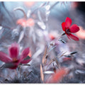Une Fleur, une Histoire