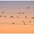 Music of Light