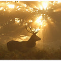 Ghost of the Forest