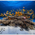 Marine Life