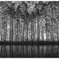 Pointillism Nature