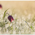 Morningdew