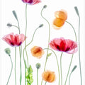 Poppies