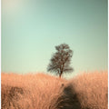 Grass and Path