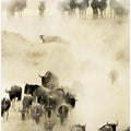 Swarming