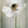 Single White