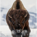 Bison Incoming