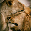 What is love