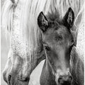 The Foal