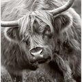 The Bull
