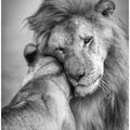 African Love!