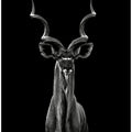Greater Kudu