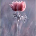 Pink ! So What ?