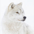 Portrait of an Arctic Wolf