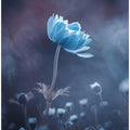 A short story of flower