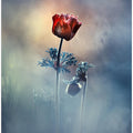 Where poetry and memories remain