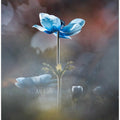 Blossom like a flower