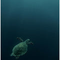 Art Prints of The fly of the Hawksbill