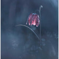 Ephemeral Fantasy