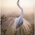 Art Prints of Solo Dance