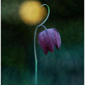 Reaching the Light
