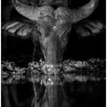 Art Prints of CONCENTRATION