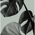 Monstera Teal 07