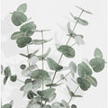 Eucalyptus Creative 16