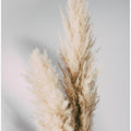 Pampas Grass Grey