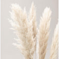 Pampas Grass Grey 02