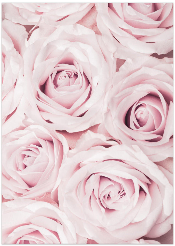 Pink Roses No 02