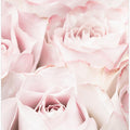 Pink Roses 05