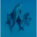 Art Prints of Dolphins 6