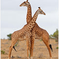 Art Prints of Necks