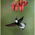 Art Prints of Collared Inca
