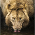 Art Prints of The Lion