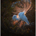 Art Prints of The dancer