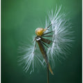 Art Prints of Wish I Can Fly
