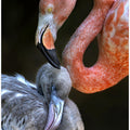 Art Prints of Tender moment