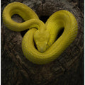 Art Prints of Yellow