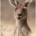 Art Prints of The beautiful Roo