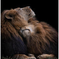 Art Prints of Two lions