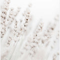 Grass straws