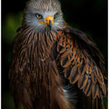 Art Prints of Watchful