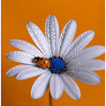 Art Prints of Ladybug
