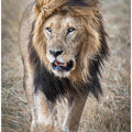 Art Prints of His majesty....on a rainy day.